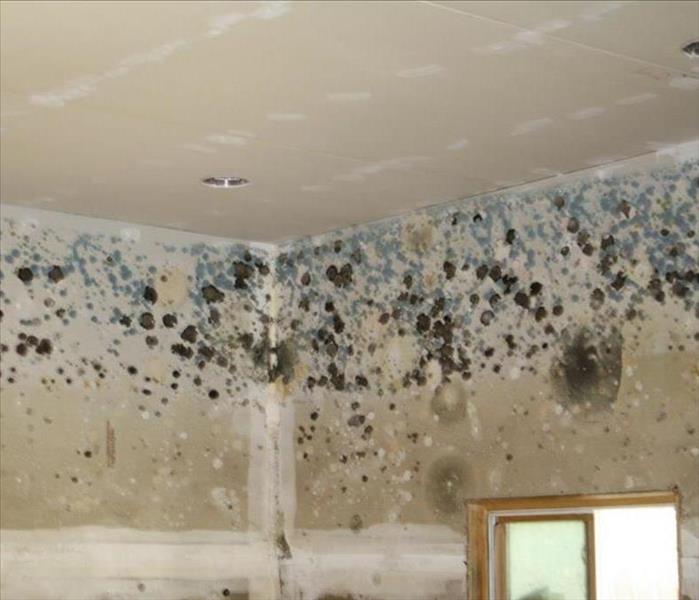 House that has major mold growth on the walls