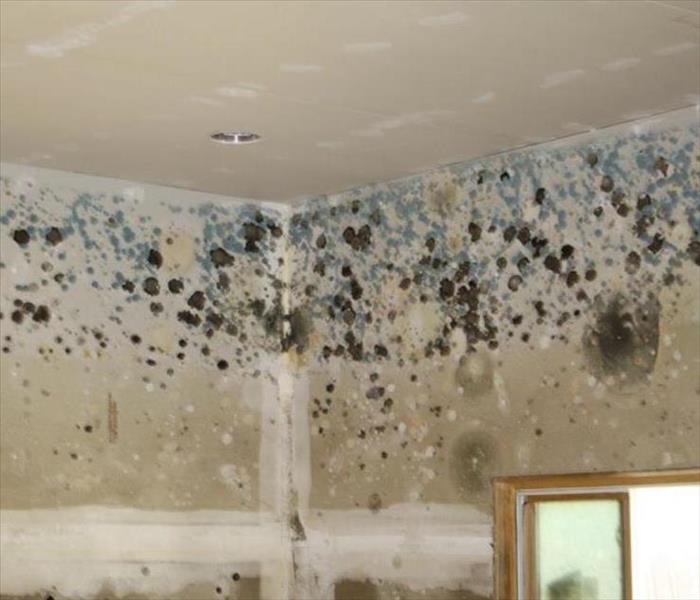 Mold growing on a ceiling